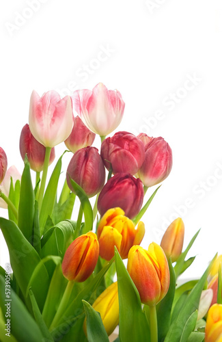 Fototapeta Naklejka Na Ścianę i Meble -  beautiful colorful tulips flowers close up on abstract blurred white background. Gentle floral image. spring season concept. template for design. copy space