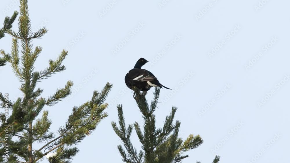 Male Black grouse perched on top of a Pine tree near Kuusamo, Northern Finland Male Black grouse perched on top of a Pine tree near Kuusamo, Northern Finland
