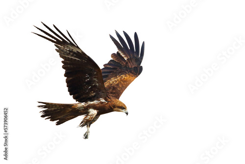 Birds of prey Black kite (Milvus migrans) flying on transparent background png file