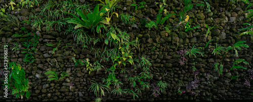 Green eco wall concept. Green ornamental plant on stone wall background. Sustainable building. Close to nature. Exterior architecture for decorative garden. Eco-friendly building. Clean environment.