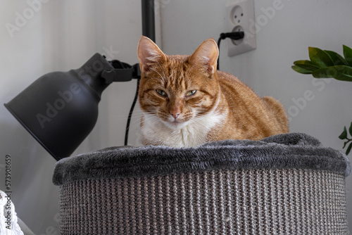 a cat lying on its scratching post and looking straight into the camera as she almost falls asleep