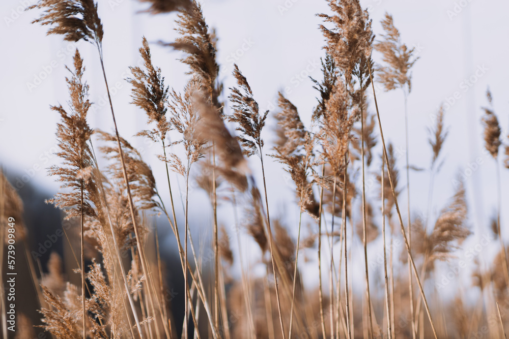 Fototapeta premium Plants in sunlight, stem texture, background