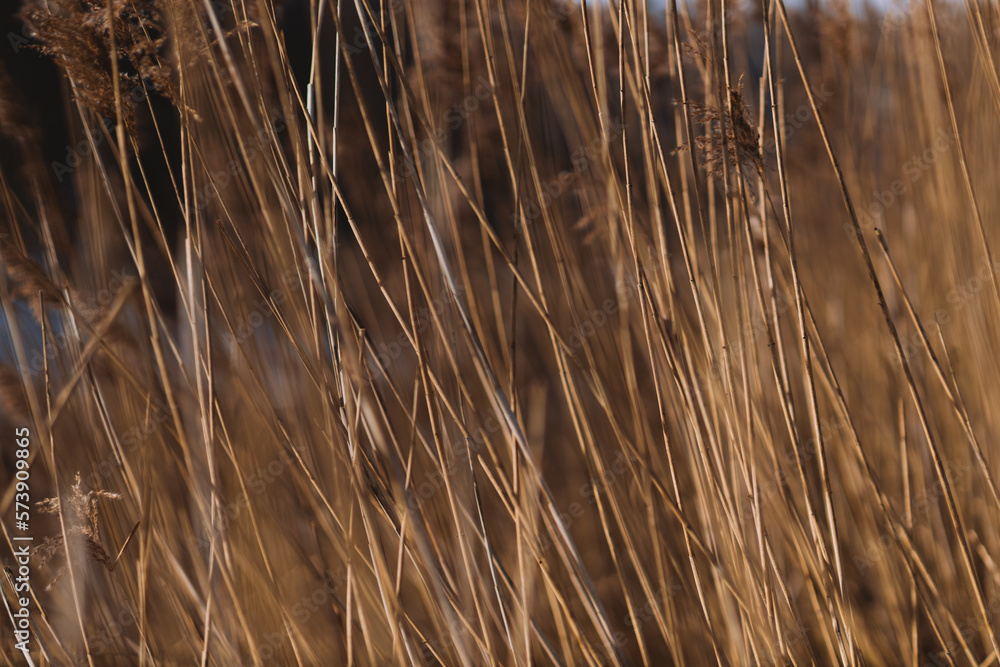 Fototapeta premium Plants in sunlight, stem texture, background