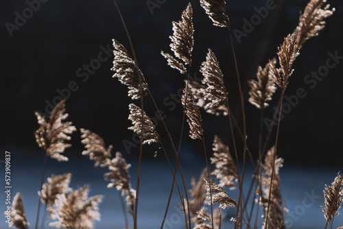 Plants in sunlight, stem texture, background © alexbutko_com