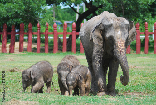 asian baby elephant not African elephant stand run and fun under mother leg to play. Elephant wildlife animal lovely cute and clever. tourist traveling and visit pachyderm family village park.