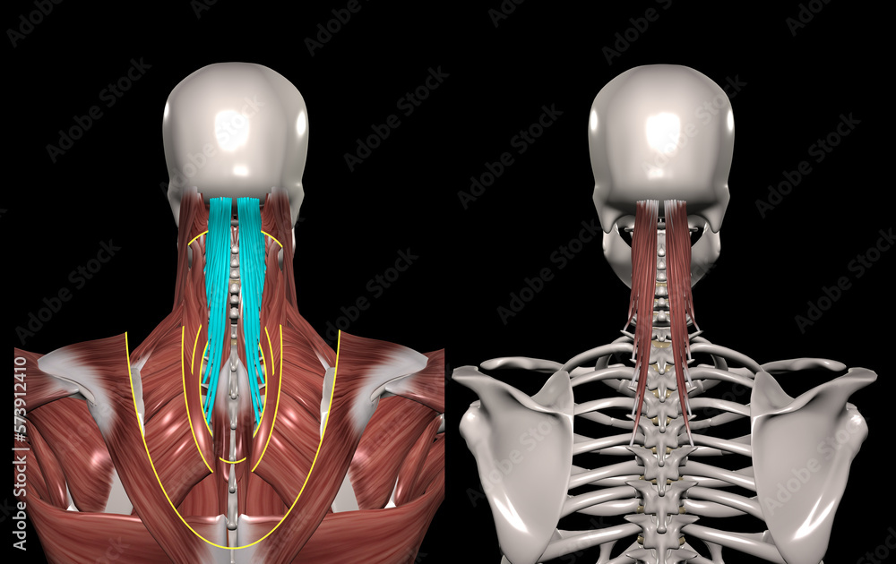 Illustrazione Stock 人体の頚部筋肉（頭半棘筋） Adobe Stock