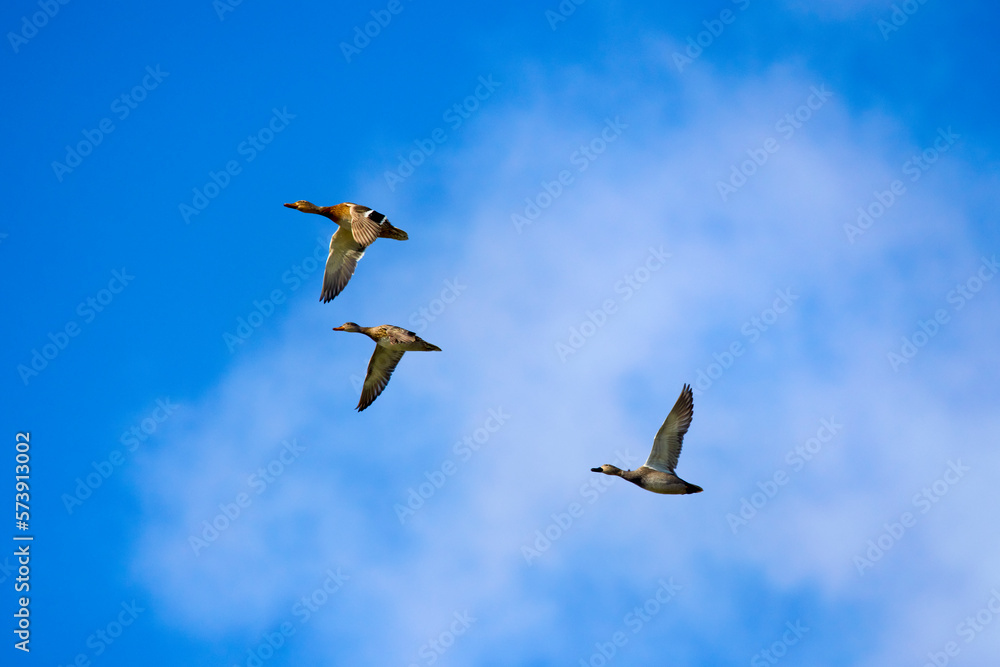 Fototapeta premium wild ducks in flight on the background of the blue sky