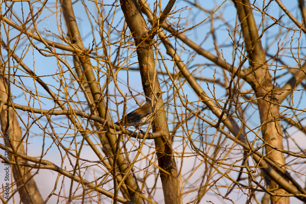 a bird (Turdus pilaris) among the branches of a shrub a bird (Turdus pilaris) among the branches of a shrub