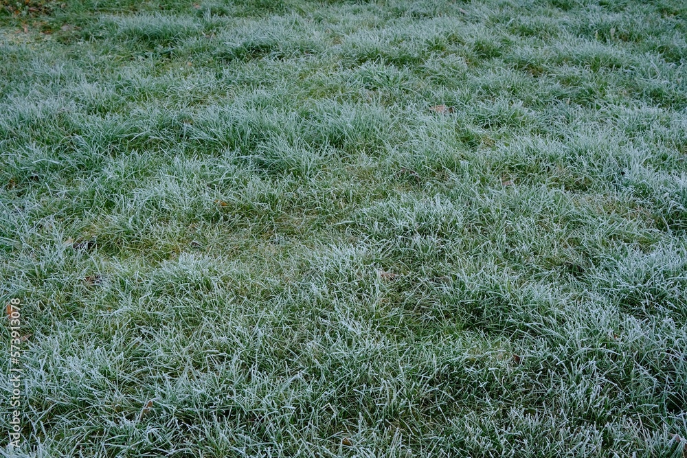 Makro Wiese mit Frost im Winter Makro Wiese mit Frost im Winter