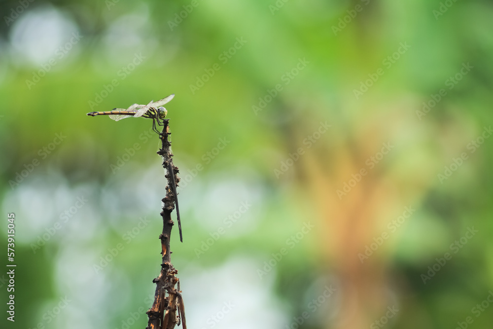 The Orthetrum Sabina dragonfly is perched on dry grass. The Orthetrum Sabina dragonfly is perched on dry grass.
