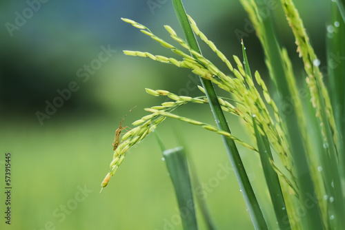 Photo of Leptocorisa oratorius Fabricius grasshopper in rice. photo