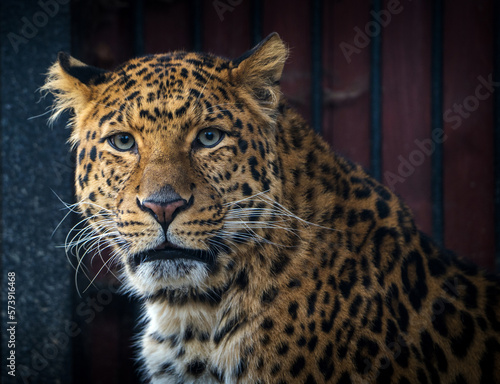 Chinese leopard portrait in nature