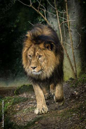 Barbary lion from the zoo