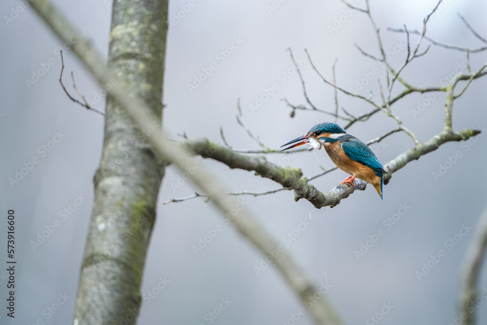kingfisher with a fish in its beak kingfisher with a fish in its beak