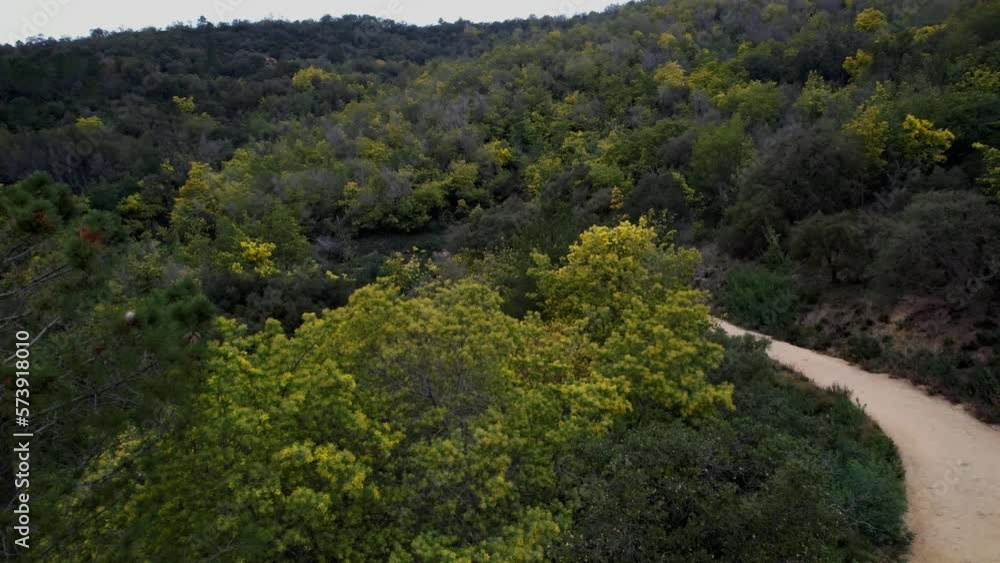Drone view of a forest of mimosa trees in the french riviera Drone view of a forest of mimosa trees in the french riviera