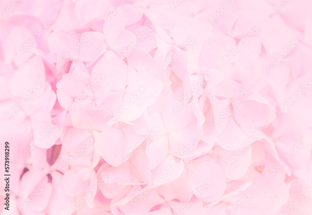 Abstract blurred pink Hydrangea flower background, spring season concept