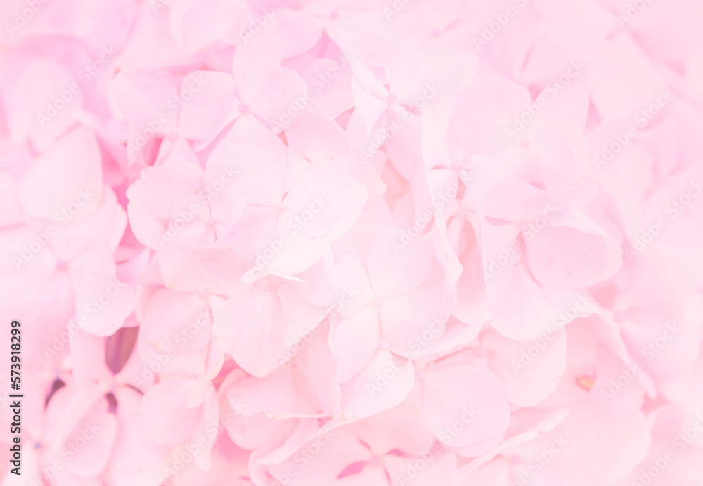 Abstract blurred pink Hydrangea flower background, spring season concept Abstract blurred pink Hydrangea flower background, spring season concept