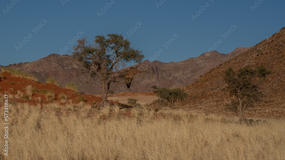 huge sand dunes in the Namib Desert with trees in the foreground of Namibia huge sand dunes in the Namib Desert with trees in the foreground of Namibia