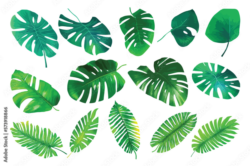 Tropical leaves collection. Vector isolated elements on the white background.Jungle plants. Monstera and palm leaves Tropical leaves collection. Vector isolated elements on the white background.Jungle plants. Monstera and palm leaves