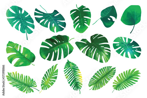 Tropical leaves collection. Vector isolated elements on the white background.Jungle plants. Monstera and palm leaves