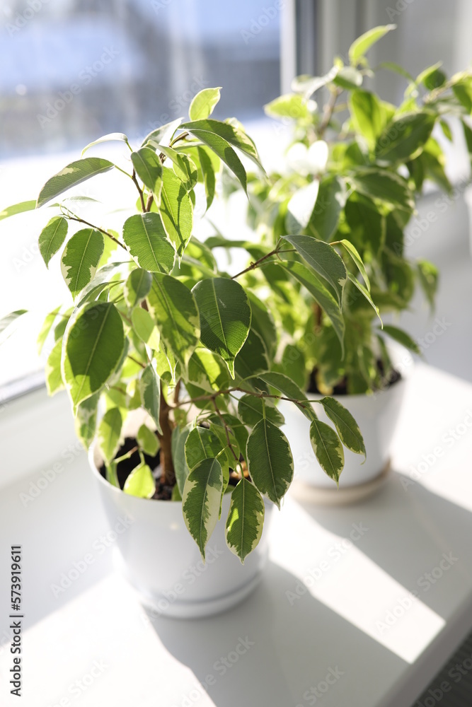Foto de Ficus plants in a white pot on the wndow. Ficus plants in a sunshine. Ficus tree. Fresh