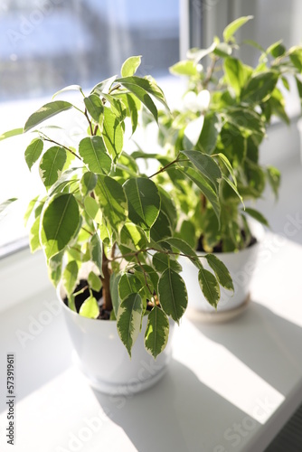 Ficus plants in a white pot on the wndow. Ficus plants in a sunshine. Ficus tree. Fresh air. Natural air purifier. Fcus leaves in sunshine. Indoor plants.