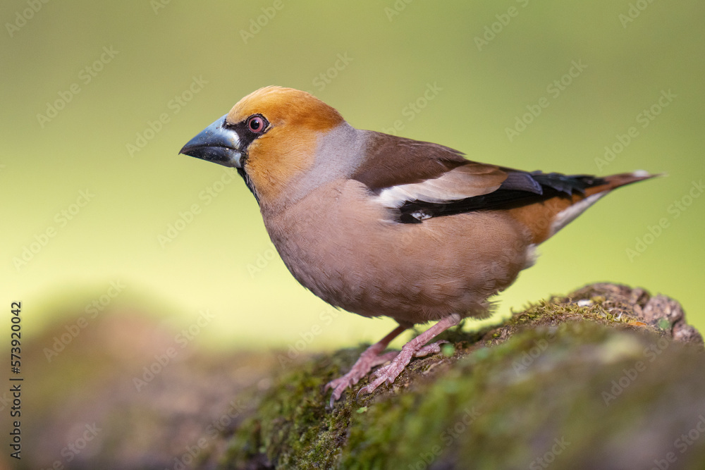 Fototapeta premium Hawfinch bird