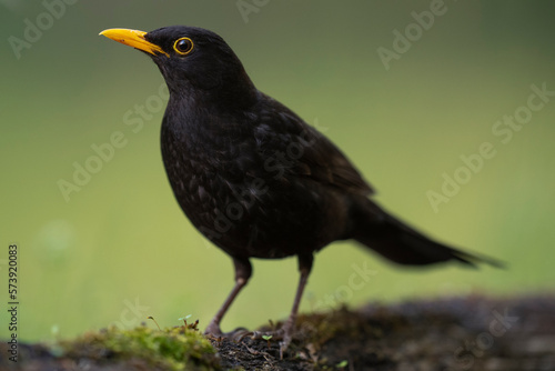 Blackbird © Staffan Widstrand