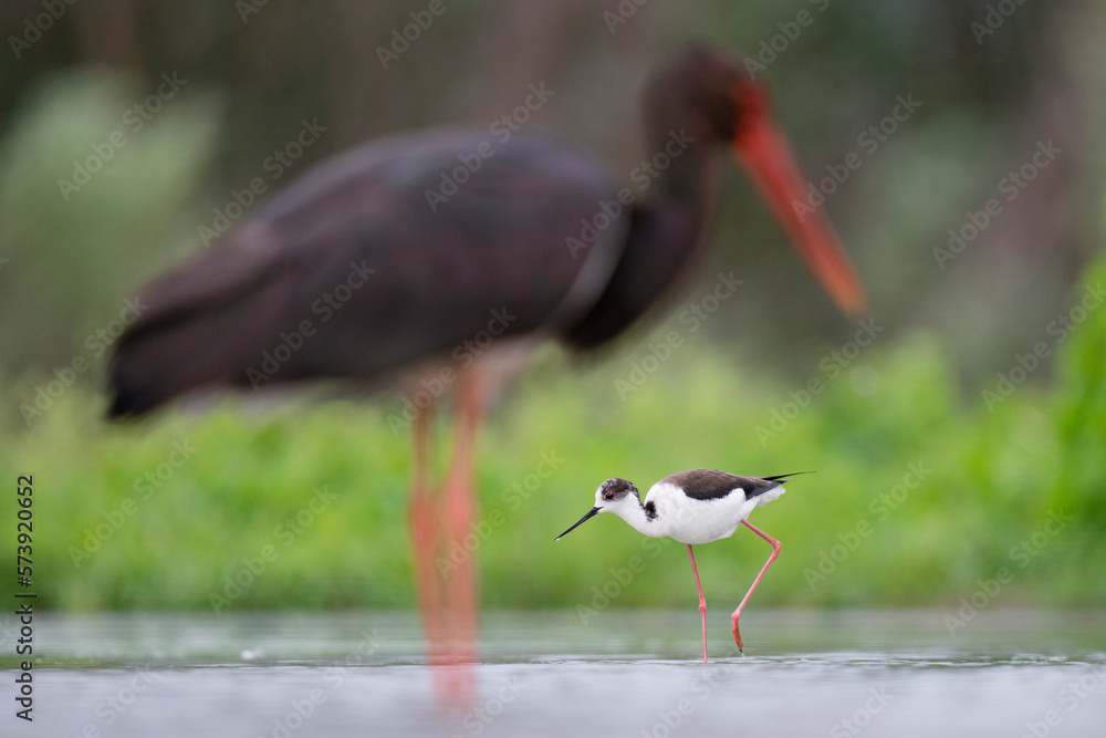 Obraz premium Stork and stilt bird in the water