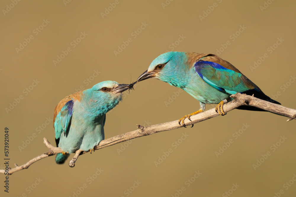 Obraz premium Two Eurasian roller birds with an insect