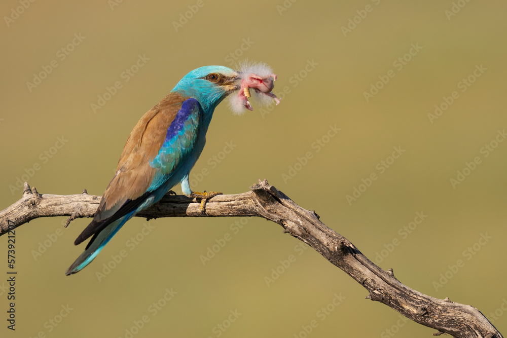 Obraz premium Eurasian roller catching a Hoopoe chick