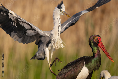Black stork attacked by a Grey heron photo