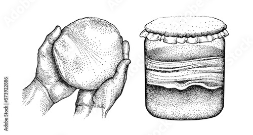 Kombucha fermented probiotic homemade tea. Scoby in human hands. Mushroom, glass jar with fungus drink. Graphic drawing. Hand-drawn vector sketch.