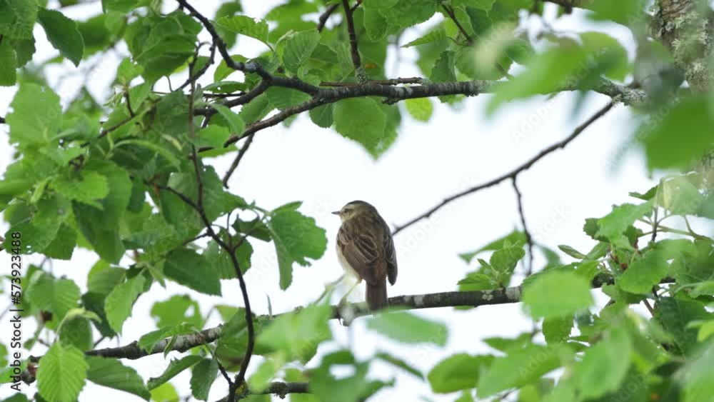 Sedge warbler singing and leaving on a spring morning in Estonia, Northern Europe Sedge warbler singing and leaving on a spring morning in Estonia, Northern Europe