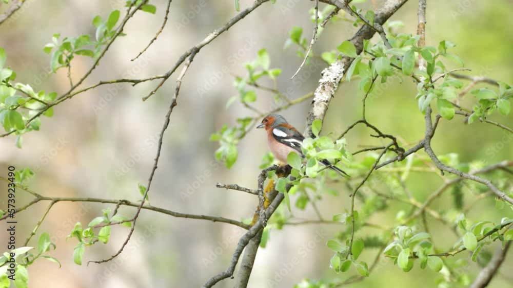 Common chaffinch chirping in the middle of green leaves on a windy spring day in Estonia, Northern Europe Common chaffinch chirping in the middle of green leaves on a windy spring day in Estonia, Northern Europe