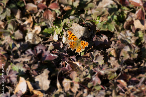 Comma butterfly (Polygonia c-album) sitting on a brown leaf in Zurich, Switzerland