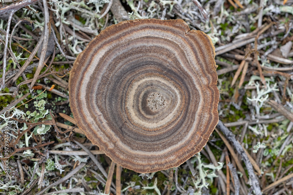 Fungus in the forest