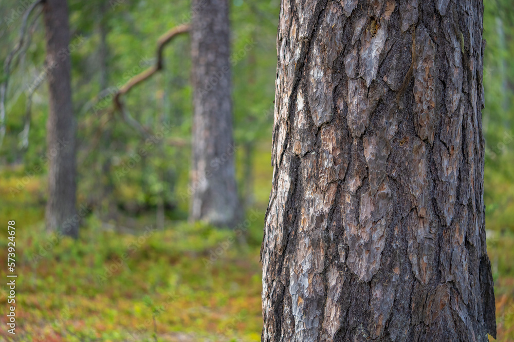 Scots pine tree in old growth Boreal Taiga forest