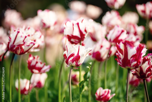 Red and white tulip flowers © Roxana
