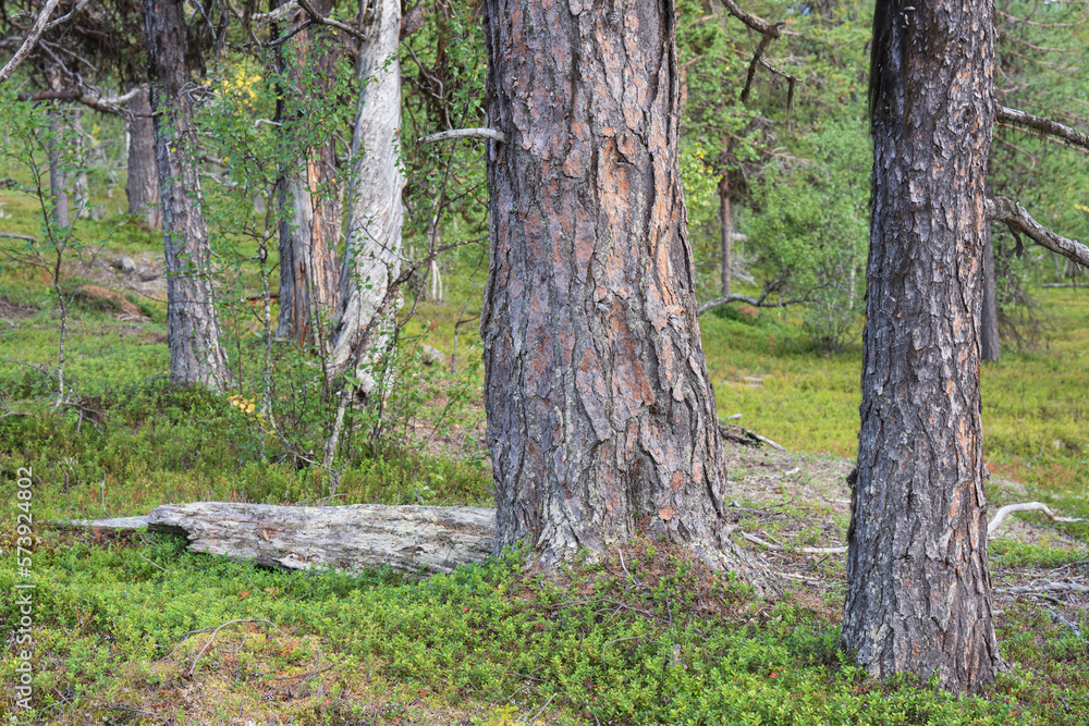 Naklejka premium Scots pine