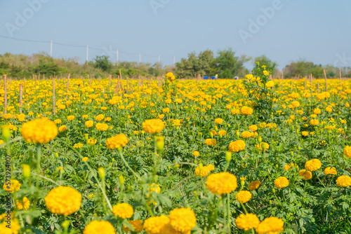 field of yellow flowers © sudtawee