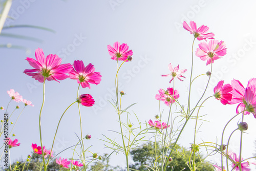 Beautiful pink cosmos flowers in garden. Beautiful and amazing of cosmos flower field landscape. nature wallpaper background.