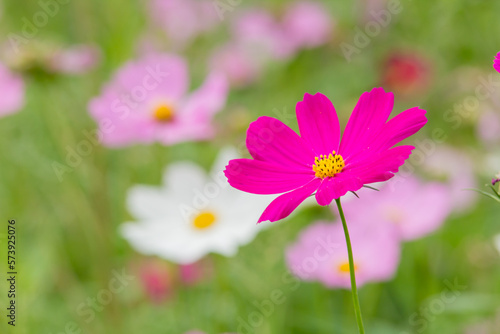 pink cosmos flowers