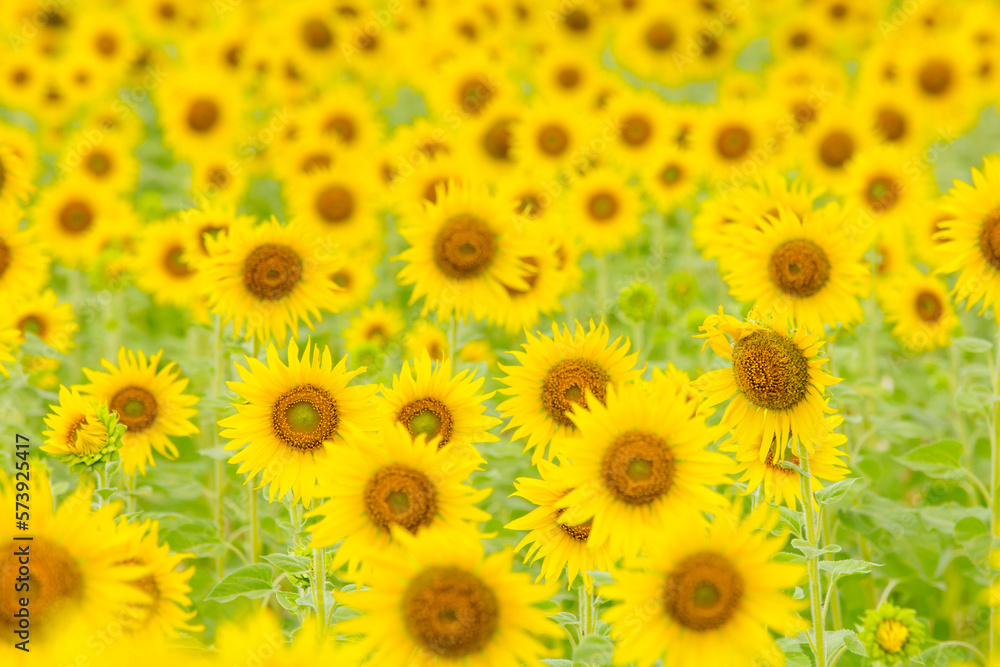 Many beautiful yellow sunflowers, sunflower field Many beautiful yellow sunflowers, sunflower field