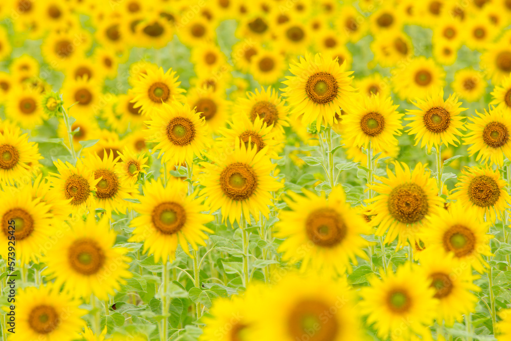 sunflower background sunflower background
