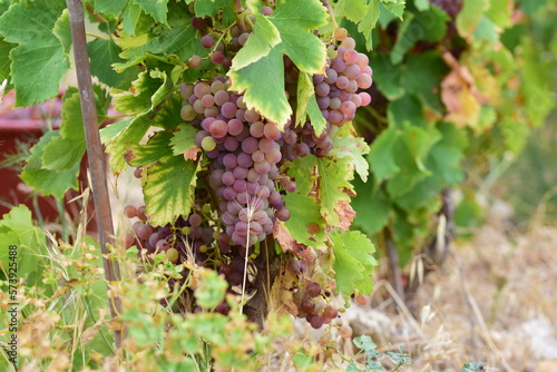 Une grappe de grenache gris