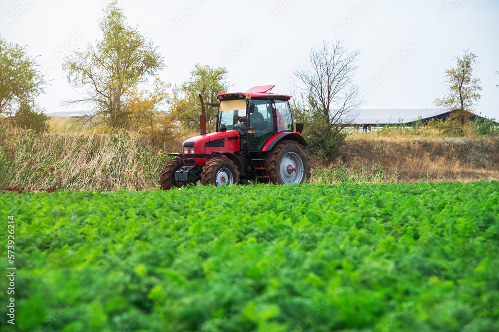 Red tractor rides along a green field with growing vegetables Red tractor rides along a green field with growing vegetables