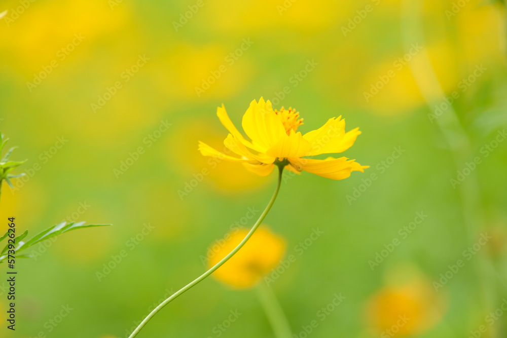 Obraz premium yellow flower in green field, beautiful yellow flower in green field