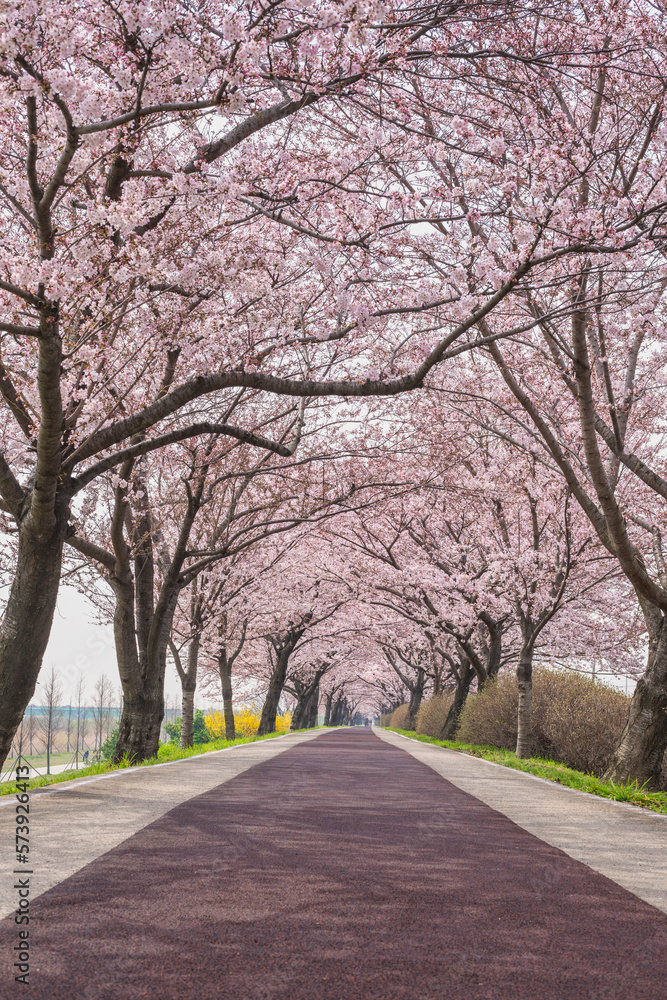 Spring pink cherry blossom tree and walk path at Daejeo Eco Park, Busan South Korea