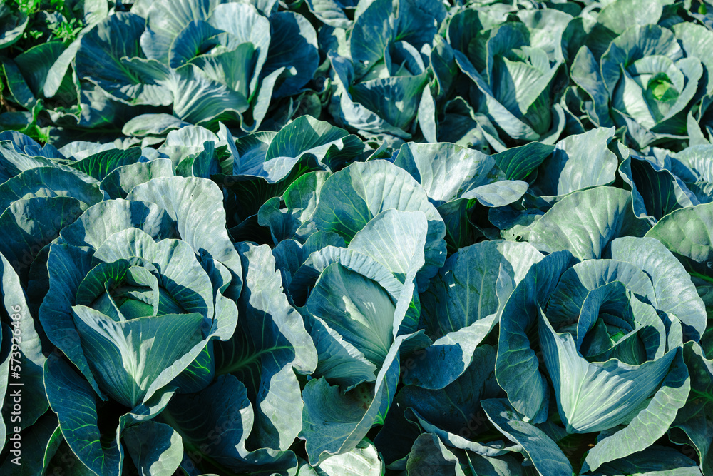 Cabbage is grown in field. Cabbage heads Cabbage is grown in field. Cabbage heads